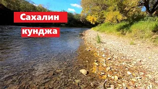 Сахалин. Кунджа