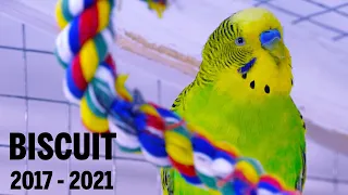 Sounds of Biscuit the Budgie grandfather