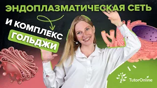 Эндоплазматическая сеть и Комплекс Гольджи | Биология | TutorOnline