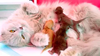 Cute Newborn kittens Learning to Drink Mother Cat's Milk [Day 1] Catsaurus cute