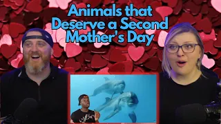 Animals that Deserve a Second Mother's Day @mndiaye_97 | HatGuy & @gnarlynikki React