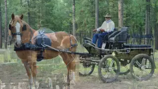 Kutzmann Draft Carriage Pulled by "Pie the Belgian Draft Horse"