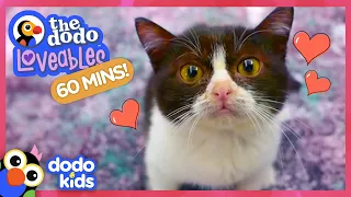 60 Minutes Of The Most Loveable Animals On Earth | 1 Hour Of Animal Videos | Dodo Kids