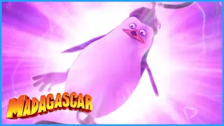 DreamWorks Madagascar | Immeasurable Cuteness | Penguins of Madagascar Clip | Kids Movies