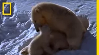Polar Bear Moms and Cubs | National Geographic