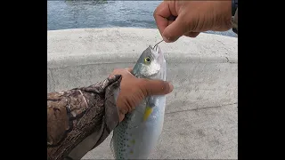 Eden Wharf and Beach Fishing