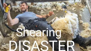 Shearing Disaster, 90 year Old man shears first time in years #sheep #lambs #shearing #animal #farm