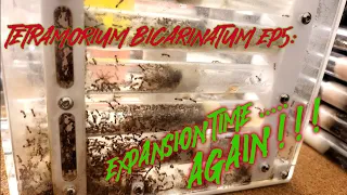 Tetramorium Bicarinatum Ep5: An AntMaze expansion !