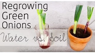 How to regrow green onions from scraps | Water vs. Soil | Garden Organizs Garden Tip #1