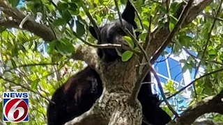 ‘Currently monitoring the animal:’ Bear seen in tree at Orlando’s Lake Eola Park