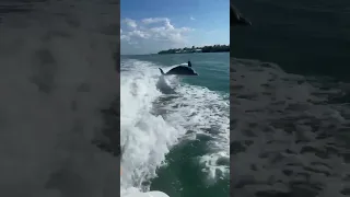 Sarasota Bay dolphins playing behind our boat