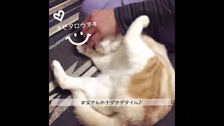 おなかじゃなくてあたま！（キビ）