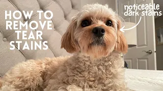 How I Maintain and Prevent Tear Stains with My Cavapoo Puppy