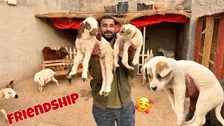 Aj Dog Or Lamb ki Friendship Lgwai😍Aj Dog Or Lamb ki Friendship Lgwai😍