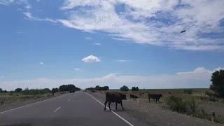 Зеленая дорога  в Урджар. Алаколь - Науалы ВКО. Казахстан. video by jannat_foto.kz 20180717 104807