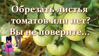 Few people know this. How to trim the leaves of tomatoes in the open field or greenhouse for harvest