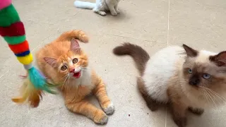 Playful Paws : Enjoyable Moments with Precious Kittens!