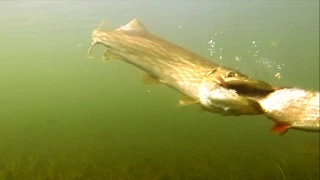 Fishing: best on youtube pike attacks on deadbaits underwater 2014. Рыбалка атака щуки.