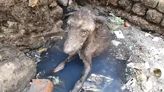 Rescue of heart-broken dog dying alone in sewage.
