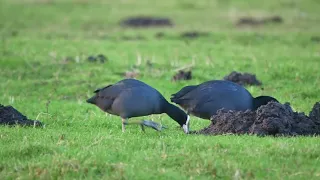 Eurasian Coot (Fulica atra) foraging - Oudeland van Strijen (Netherlands) 2-1-2022