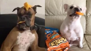Best Mannequin Challenge EVER By DOGS