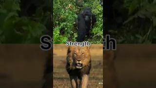 Silverback Gorilla vs Lion