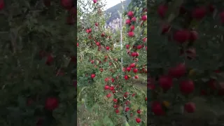 09 October 2023 first day Apple picking in bolzano italy.