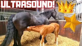 An ultrasound of Queen👑Uniek! Horses escaped again...😡 And more | Friesian Horses