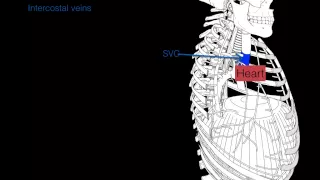 Intercostal v a n