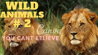 Wildlife Laws: Only the Fastest Will Survive | Free Documentary Nature # 2