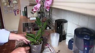 Store Bought Phalaenopsis Pt 4 Repotting