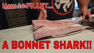 Simple step by step guide to cleaning and filleting a bonnet head shark | | Bonnet head sharks