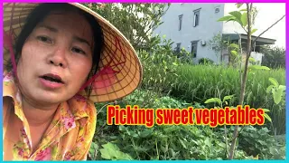 Vlog Daily : Picking vegetables to cook rice