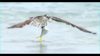 Osprey rises out of the water with a massive fish!