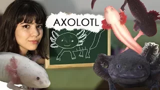 AXOLOTL: Cuidados básicos!