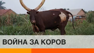 В Нигерии оружие покупают за коров? Почему животные стали валютой — ICTV