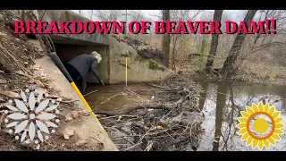 CLEARING BEAVER DAM 02/2024