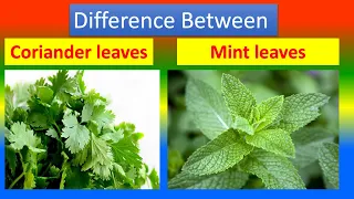 Differences Between Medical And Health benefits of  Coriander leaves  and  Mint leaves