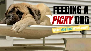 MY DOG WON'T EAT! HELP! | How To Get a Picky Dog to Eat | 10 TIPS + BONUS