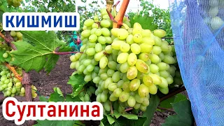 Самый востребованный в мире Кишмиш СУЛТАНИНА (Кишмиш БЕЛЫЙ овальный)