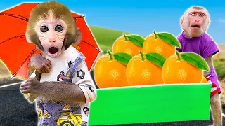 DoDo Baby Monkey Braves the Storm | Driving a Tractor to Harvest Oranges at the Gigantic Farm