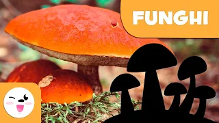 Cosa sono i funghi? – Il regno dei funghi per bambini