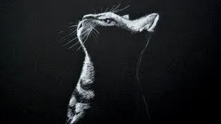 Drawing a Cat - White on Black Paper - Time Lapse