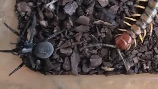 Desert centipede VS black house spider