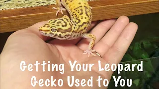 How to Get Your Leopard Gecko Used to You