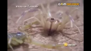 scorpion vs camel spider - escorpião vs aranha camelo