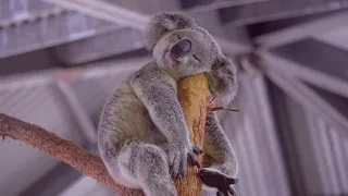 Koala Joey Sleeping Like a Log On A Log