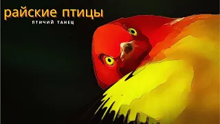 Брачные танцы птиц #танцы #птицы #природа