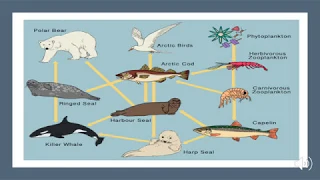 Arctic Food Chain