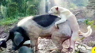 Dog and pig, how can it be